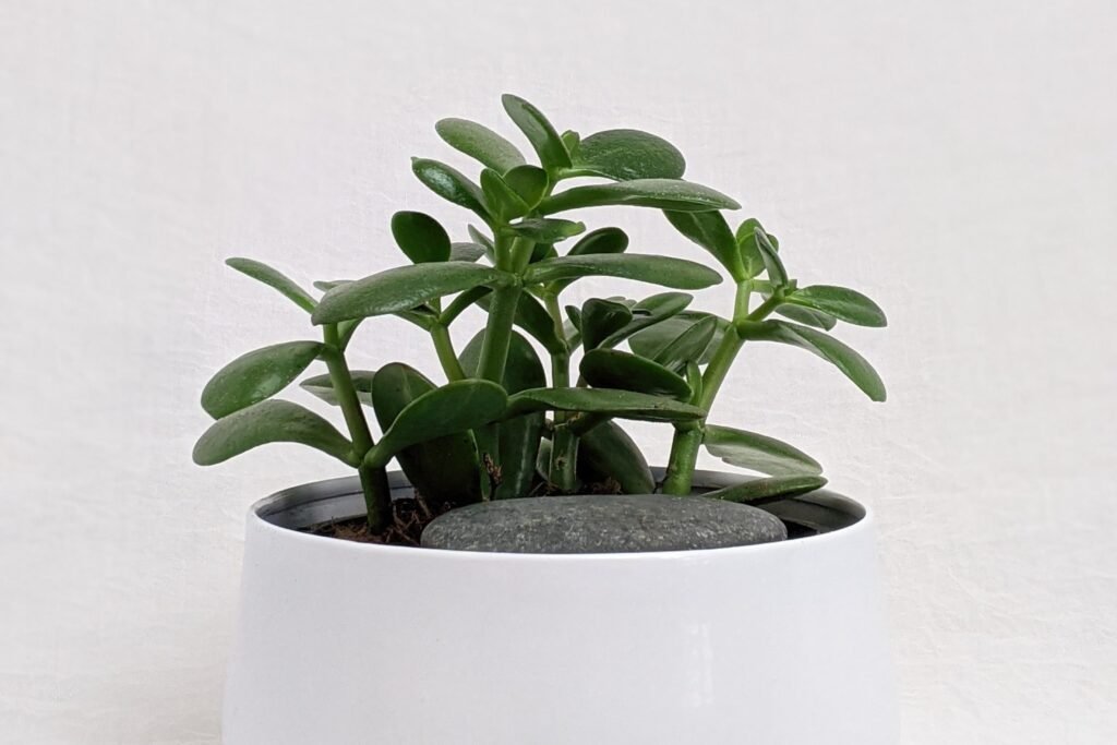 Sabes distinguir entre la planta jade macho y hembra Descúbrelo aquí