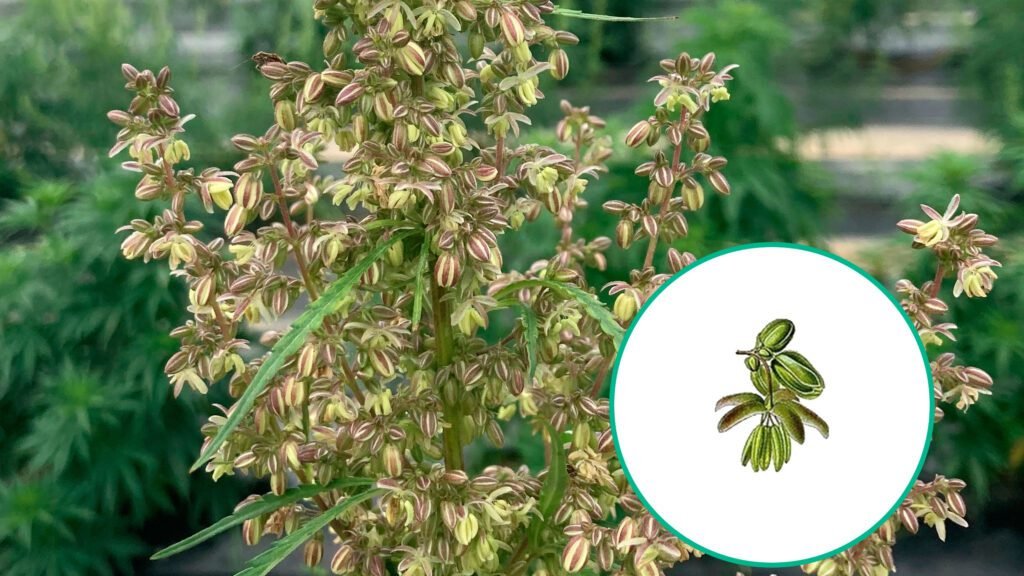 Cómo puedo determinar si mi planta es macho o hembra fácilmente