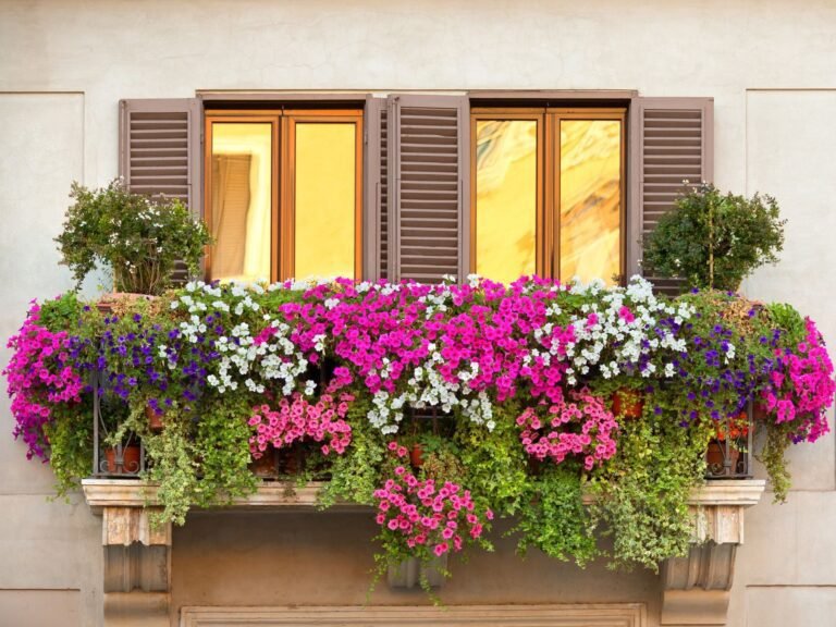 plantas de balcon vibrantes en macetas