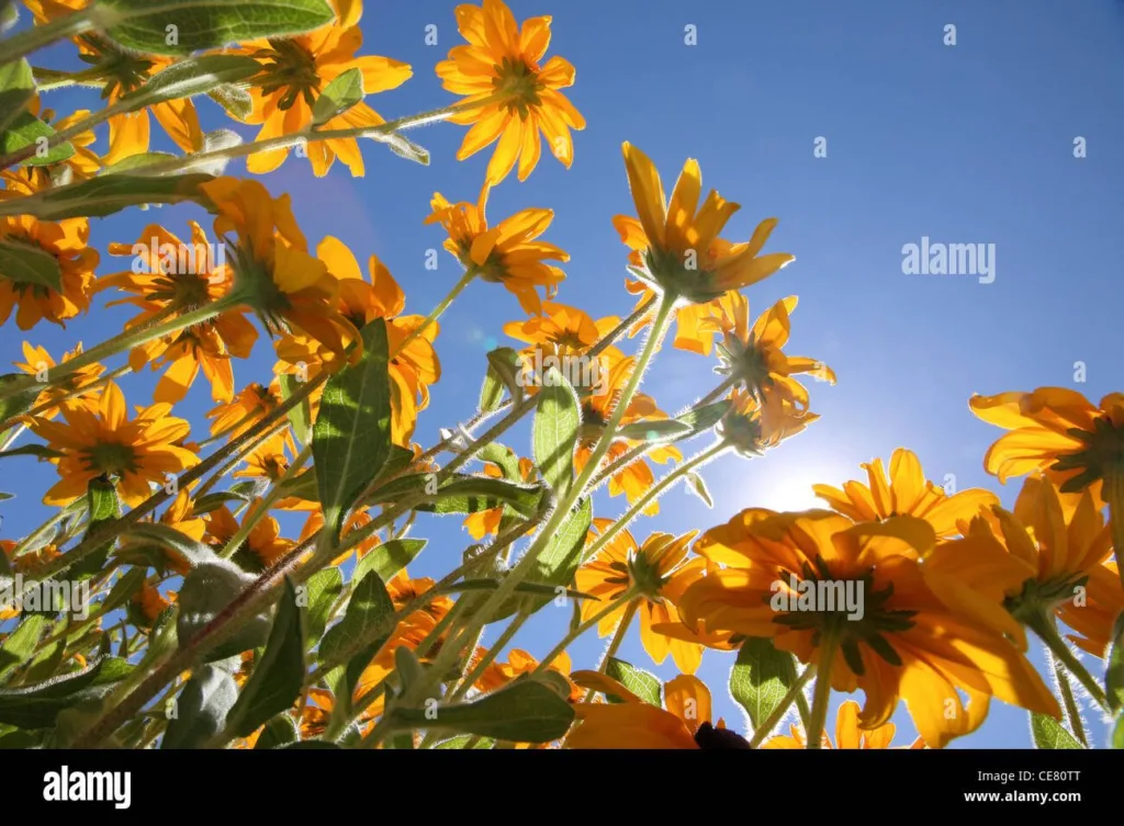 Qué plantas de flores son ideales para cultivar a pleno sol 6 Qué plantas de flores son ideales para cultivar a pleno sol