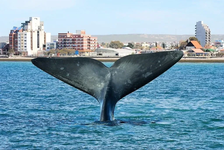 puerto madryn mar y naturaleza vibrante