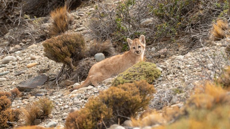 puma en la naturaleza de villa gesell