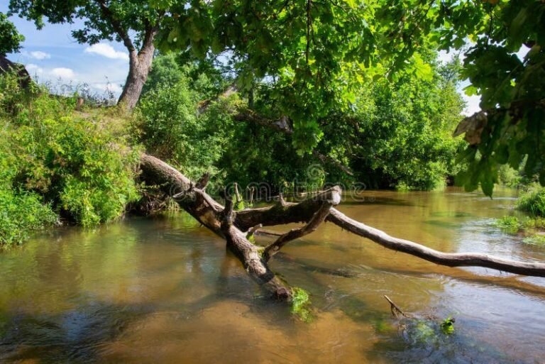 rama caida en un tranquilo paisaje natural
