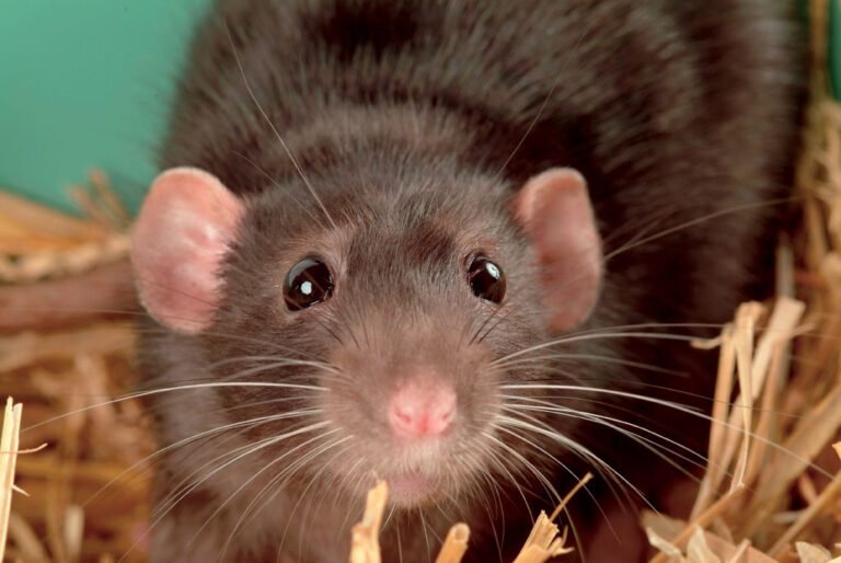 rata en un sueno simbolica y misteriosa