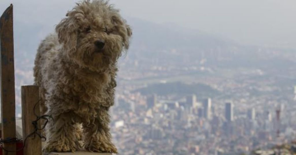 Qué razas caninas de compañía son originarias de China 5 Qué razas caninas de compañía son originarias de China