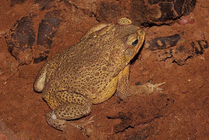 Qué Significa Soñar Con Un Sapo Grande Y Gordo En Tu Vida 1 sapo grande en un entorno natural