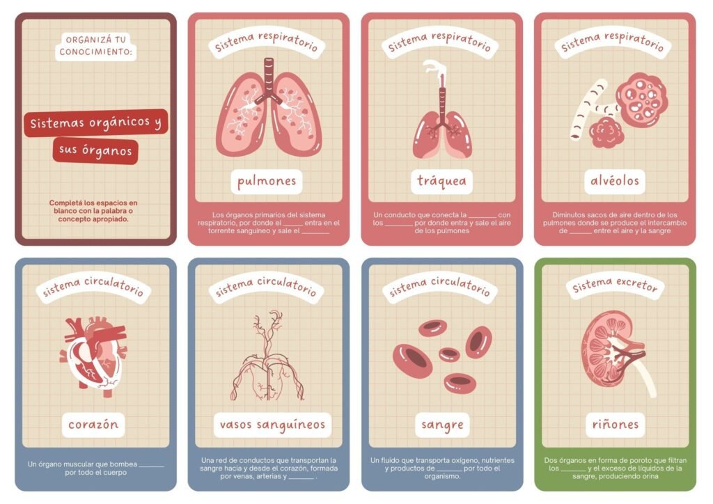 Qué son las tarjetas de flash de anatomía de Netter y cómo usarlas 7 Qué son las tarjetas de flash de anatomía de Netter y cómo usarlas