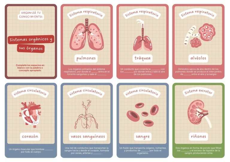 tarjetas de flash de anatomia sobre fondo blanco