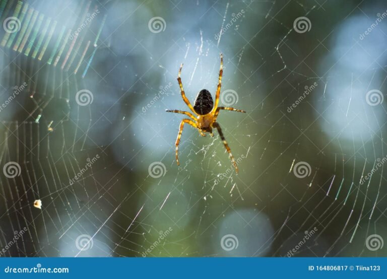 telas de arana brillando en la luz