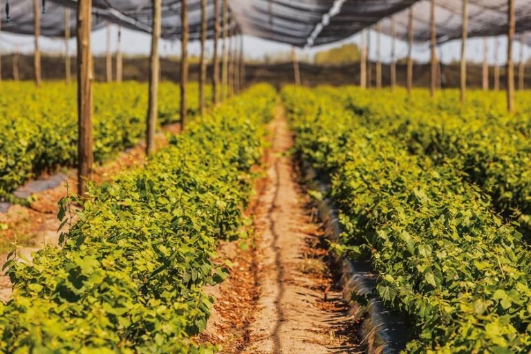 vinedos de bodega santa julia zuccardi